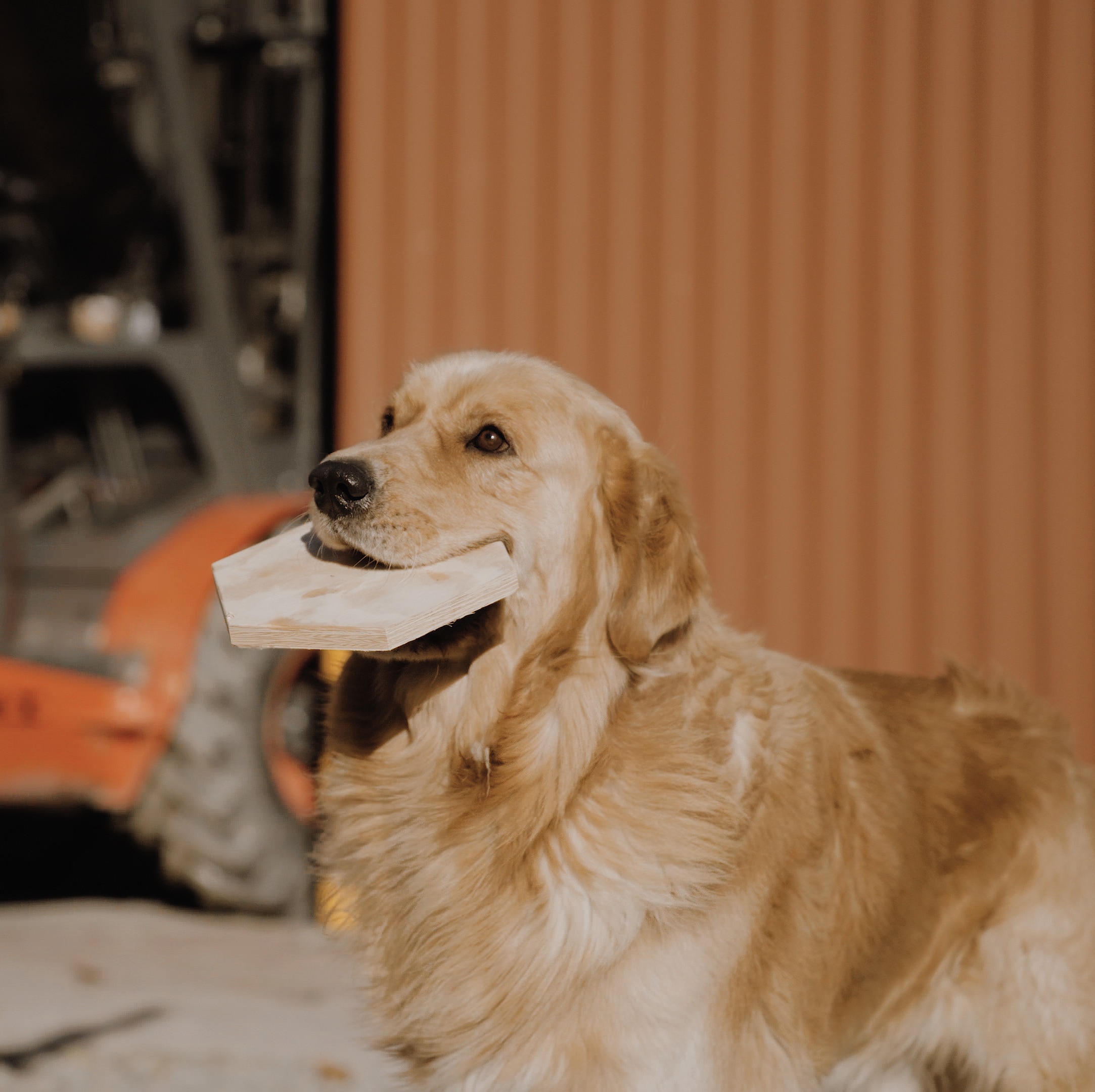 Ein Hund hält ein sechseckiges Holzstück im Maul